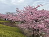 「魚魚の宿　3月13日　河津桜🌸」