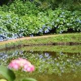 紫陽花の海