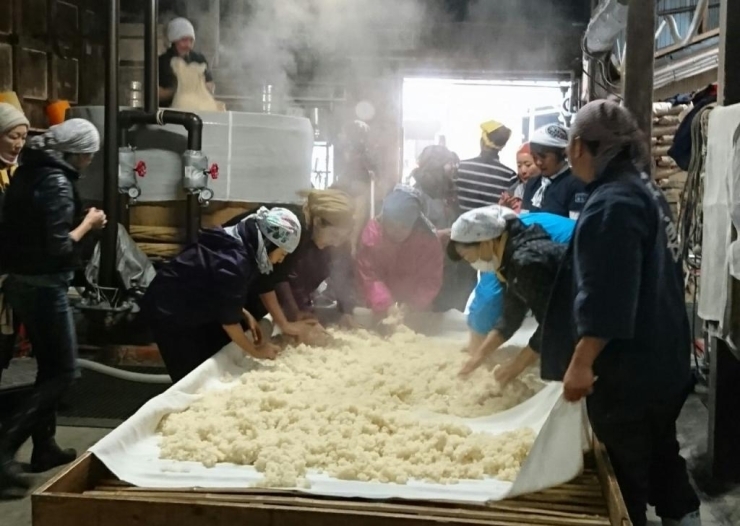 蒸したお米（かけ米）を麹と混ぜて、仕込み樽の中に入れる作業中。<br>一般的に雑菌を嫌う日本酒の醸造では、仕込みの工程では杜氏や当家の人以外は入れないので、これはとても貴重な体験です