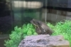 おっとりしているヒキガエル「梅雨の季節の生き物といえば…！？カエル 🐸【学び・体験・観光スポット かすみがうら市水族館】」
