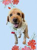 「Dog salon mofu mofu　余市町」
