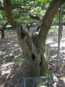 あづま園で一番古い梨の木。さすがに立派！<br>太い枝は他の木の幹と同じくらいある。