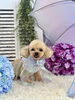 モモちゃん「わんこと雨☔️＆６月の予約状況」