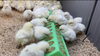 さくら「9日目のもみじ&さくら【静岡県富士市の平飼い養鶏は悠々ファームへ】」