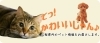 山梨ペット情報 まいぷれ甲府昭和 てっ かわいいじゃん まいぷれ 甲府市 昭和町