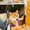 まるちゃん「今日のお友達」