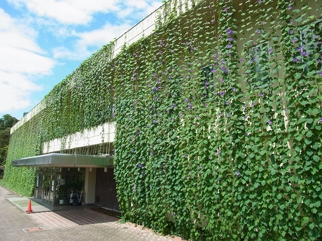 緑のカーテン どうやって片付けるの アサガオの巨大カーテン撤去作業を公開 広島市植物公園のニュース まいぷれ 広島市佐伯区