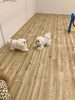 ぱんちゃん寿ちゃんじゃれっこ中♡「ましゅまろ幼稚園　^ - ^」