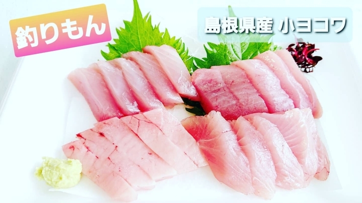 本日のお刺身 釣りもん 島根県産小ヨコワ 定置もん 島根県産白イカ 寺津屋 仕出し 会席料理のニュース まいぷれ 松江 本日のお刺身 釣りもん 島根県産小ヨコワ 定置もん 島根県産白イカ 寺津屋 仕出し 会席料理のニュース まいぷれ 松江