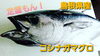 「○本日のお刺身○レンコダイ【定置もん！】島根県産コシナガマグロ」