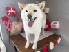 「本日のお客さま♡柴犬【大分市中戸次／ドッグサロン／トリミング】」
