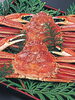 「【ずわいがに】贈り物に！ご家庭用に！「23．生ずわいがに特大2ビセット」販売中！！」