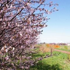 中の川緑地の桜