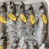 「西海物産館おすすめは「活ヒラス・ヤリイカ」です♪」