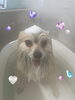 カシミアタッチトリートメント中♡♡「お友達♡ Dog salon mofu mofu 余市町」