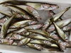 「本日鮮魚入荷致しました。[岩牡蠣は７月から販売致します。]」