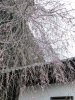 枝垂れ桜「桜まつり協力金の徴収開始＆開花情報（3月30日現在）」