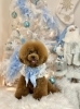モカちゃん「2025 Merry Xmas🎄」