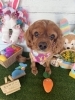 キャバリア　カット「🐶ポメラニアン、キャバリア、チワワ、トリミングにお友達🐣」
