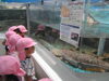 大きなオオサンショウウオにびっくり！「ラン♪ラン♪春の遠足inかすみがうら市水族館＆玉造幼稚園」
