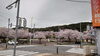 「実家近くの桜並木(北九州市八幡西区若葉にある少人数対応安心低価格の直葬．家族葬専門葬儀社です)」