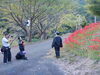 「彼岸花が咲いてます」