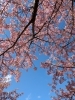 「春の花観賞」
