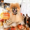 ポメラニアン「🎃🕸️10月のトリミング写真🕸️🎃」