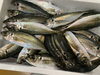 「本日鮮魚入荷致しました。[岩牡蠣は７月から販売致します。]」