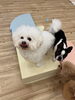 「ましゅまろ幼稚園🐾」