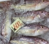 「魚魚市場鮮魚コーナーおすすめは「カンパチ・ヨコワ」です♪」