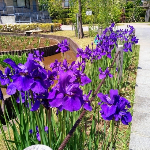 堀切菖蒲園「堀切菖蒲園まだ静か！★英会話と体操のコラボ教室（堀切、お花茶屋、綾瀬、亀有、小菅）」