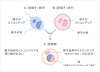 人の身体って本当によくできていますよね。不思議です「皆さんは「ミトコンドリア」ってご存じですか? 今日はミトコンドリアを元気にする方法をお伝え致します。」