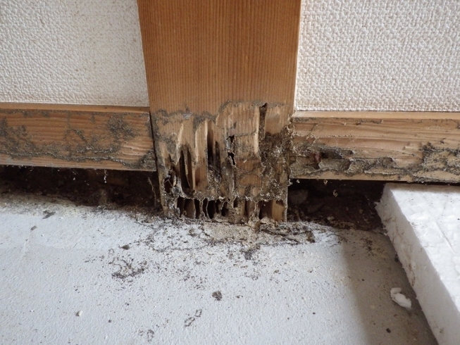 柱足元の被害「白蟻駆除は如何でしょうか？」