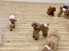 おやつはまだですか？の視線　笑😆「ましゅまろ幼稚園🐾パート３」