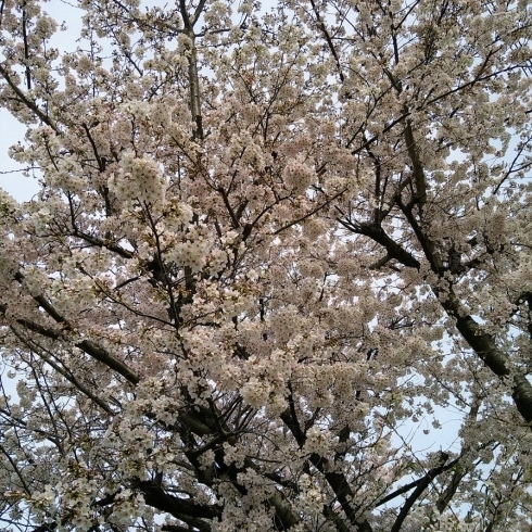 ソメイヨシノ「♡ソメイヨシノ満開♡　★英会話と体操のコラボ教室（堀切、お花茶屋、綾瀬、亀有、小菅）」