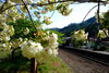 JR芸備線矢神駅の御衣黄桜「「桜特集2023」公開しました！」