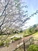 せせらぎの園地区の桜