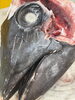 「三崎直送メバチマグロ入荷しました！希少部位もおすすめです」