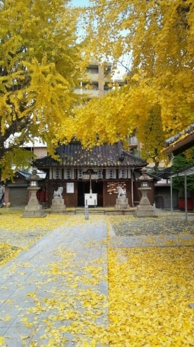 「寝屋川えびす住吉神社　黄色のイチョウが見事です！！」