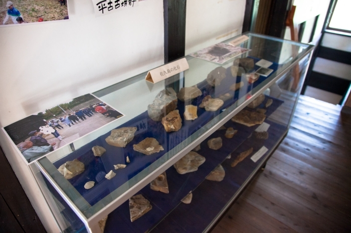 佐久島の化石