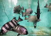 「魚魚市場鮮魚コーナーおすすめは「岩カキ」です♪」