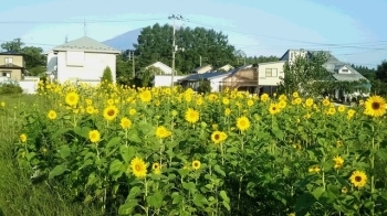 ひまわり畑「こどものこと。研究所 座・いどばた」