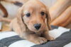 「ミニチュアダックス子犬情報」