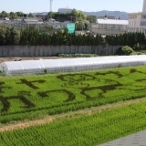 寝屋川・秋の風物詩 「田んぼアート」見頃です！