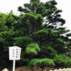 尾上神社にある八代目の「尾上の松」を取材してまいりました♪♪