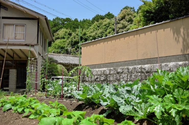 地産地消を目指して、無農薬の野菜作りに日々奮闘！