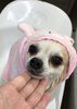 ママのサンゴちゃん　（＾_＾）「チワワちゃんファミリー　パック中〜　^o^」