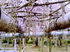観音さん（禎祥寺）の藤（4/14撮影）「【観音さんの藤 開花状況②】春の行楽・お花見に最適のオードブルは？【秋山仕出し】」