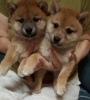 子犬 ます 差し上げ 柴 豆